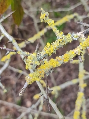Xanthoria parietina
