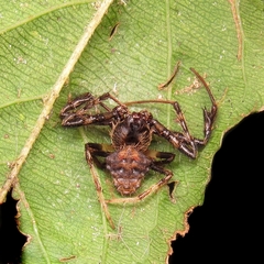 Verrucosa scapofracta