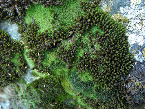 Lewinskya laevigata observed 2008-08-15