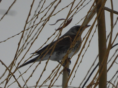 Turdus pilaris