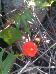 Ipomoea rubriflora