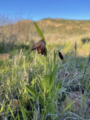 Fritillaria biflora biflora