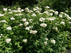Spiraea pumilionum