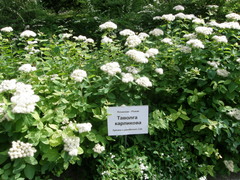 Spiraea pumilionum