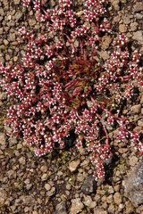 Crassula peploides