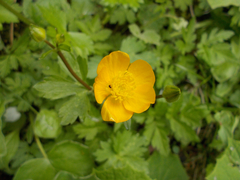 Ranunculus lanuginosus