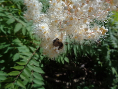 Bombus sporadicus