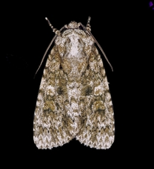 Acronicta brumosa
