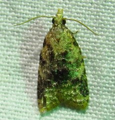 Platynota exasperatana