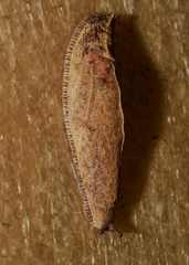 Ariophantidae