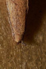 Ariophantidae