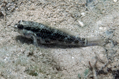 Asterropteryx semipunctata