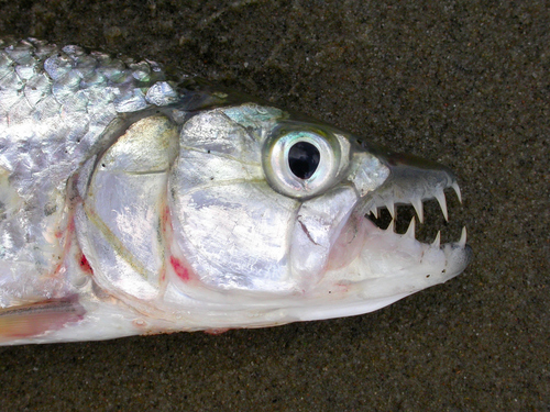 Elongate Tigerfish