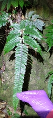 Pteris aspericaulis