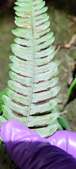 Pteris aspericaulis