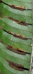 Pteris aspericaulis