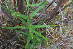 Asclepias crispa