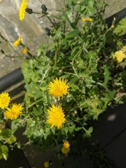 Sonchus oleraceus