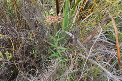 Asclepias crispa