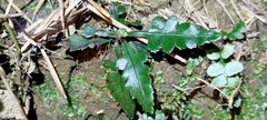 Asplenium wrightii