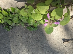 Lamium purpureum