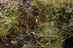 Romulea macowanii