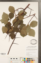 Crataegus succulenta