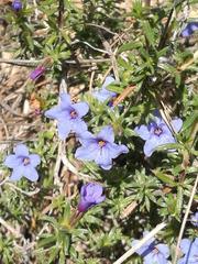 Lithodora