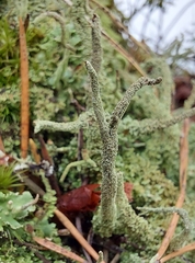 Cladonia glauca