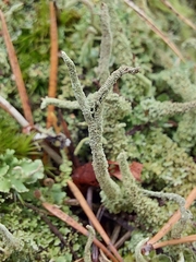 Cladonia glauca