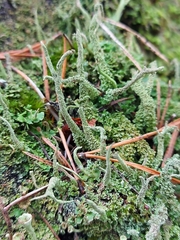 Cladonia glauca