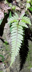 Pteris aspericaulis