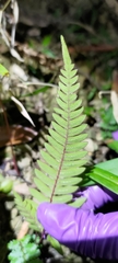 Pteris aspericaulis