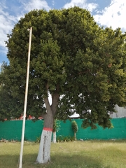 Melicoccus oliviformis