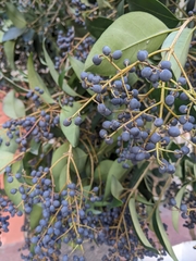 Ligustrum lucidum