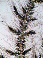 Draparnaldioides
