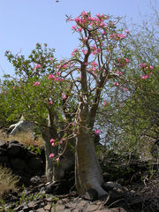 Adenium obesum