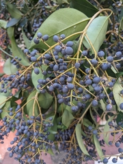 Ligustrum lucidum
