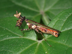 Callibia diana