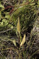 Asclepias humilis