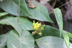 Prestonia coalita