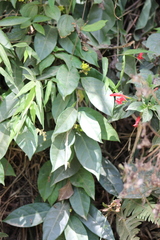 Prestonia coalita