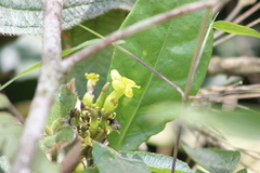 Prestonia coalita