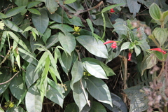 Prestonia coalita