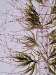 Draparnaldioides