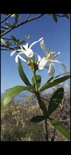 Plumeria obtusa