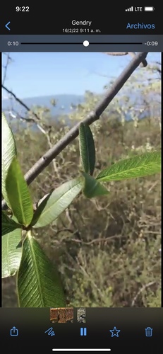 Plumeria obtusa