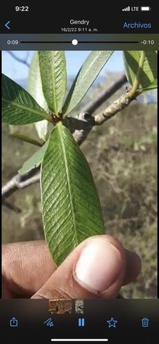 Plumeria obtusa