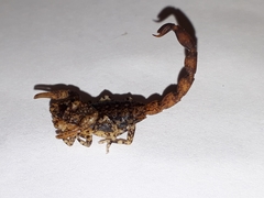 Tityus paraguayensis