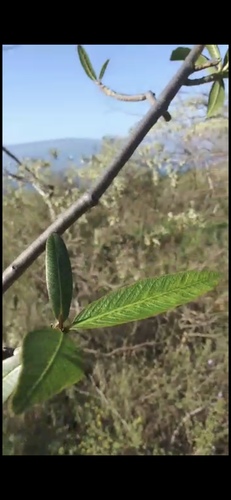 Plumeria obtusa